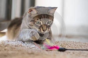 Adorable domestic Cat hunting playing colorful feather wand toy at home