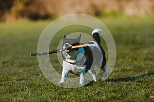 Adorable domestic dog running while carrying a wooden stick in a park