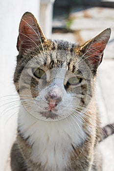Adorable Domestic kitten cat, Street cat, portrait of a stray cat , homeless abandoned