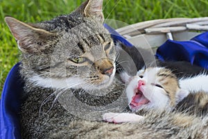 Adorable domestic kitten with open muzzle and tabby cat mother resting in a basket