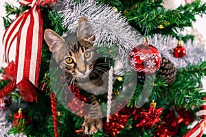 Adorable domestic kitten playfully destroys on modern Christmas decoration, Xmas