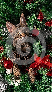 Adorable domestic kitten playfully destroys on modern Christmas decoration, Xmas