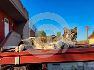 Adorable Domestic short-haired cat sunbathing on red metal surface by the house