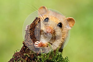 Adorable dormouse