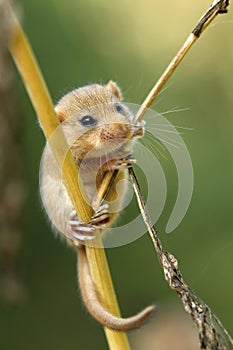 Adorable dormouse