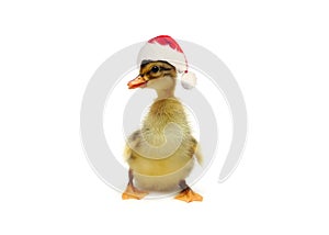 Adorable duckling in red Santa hat isolated, Christmas concept