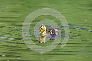 Adorable duckling swimming in pond with green water in spring