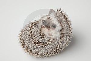 Adorable dwarf african hedghog lying on its spikes