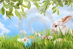 Adorable Easter bunny in wicker basket and colorful eggs on green grass
