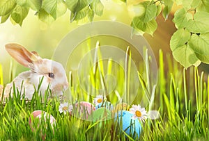 Adorable Easter bunny in wicker basket and colorful eggs on green grass