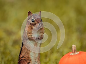 Adorable Eastern Chipmunk in the fall surrounded by pumpkins and mums