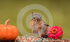 Adorable Eastern Chipmunk in the fall surrounded by pumpkins and mums