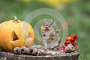 Adorable Eastern Chipmunk gathers seeds in fall next to pumpkin