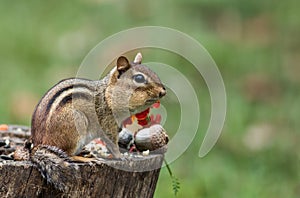 Adorable Eastern Chipmunk gathers seeds in fall next to pumpkin