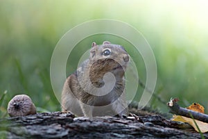 Adorable Eastern Chipmunk looks up in a soft woodland autumn scene