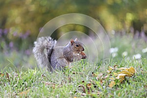 Adorable Eastern gray squirrel eating nut standing on the grass