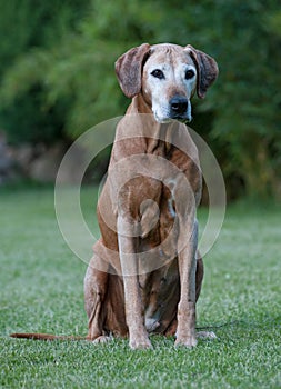 Adorable elderly Rhodesian Ridgeback dog