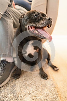 Adorable elderly Staffordshire bull terrier dog sitting close next to the legs of a man who is sitting on a sofa