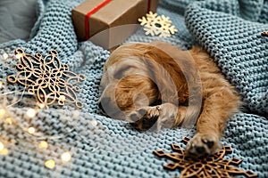 Adorable English Cocker Spaniel puppy sleeping near Christmas decorations on knitted blanket. Winter season