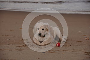 Adorable English Golden Creme Retriever Playing at the Beach