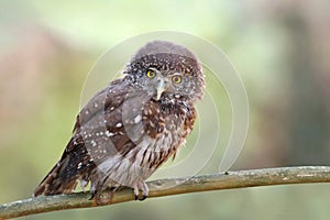 Adorable eurasian pigmy owl Glaucidium passerinum photo