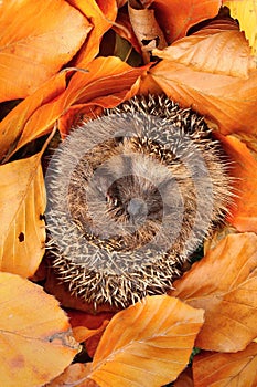 Adorable european hedgehog Erinaceus europaeus