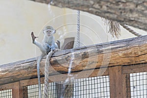 Adorable face of baby asian monkey. Young monkey sitting on an old log. Animal care concept. Baby animals. The concept