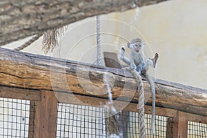 Adorable face of baby asian monkey. Young monkey sitting on an old log. Animal care concept. Baby animals. The concept of animal