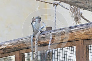 Adorable face of baby asian monkey. Young monkey sitting on an old log. Animal care concept. Baby animals. The concept of animal