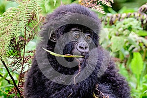 Adorable face of a baby mountain gorilla