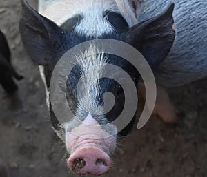 Adorable Face of a Black and White Patchwork Pig