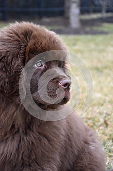 Adorable Face of a Newfoundland Puppy Dog Sitting