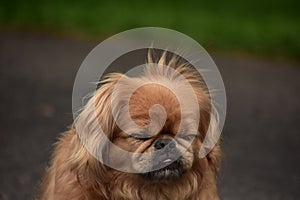 Adorable Face of a Pekingese Puppy Dog