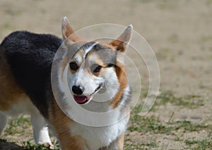 Adorable Face of a Welsh Corgi Dog