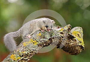 Adorable fat dormouse Glis glis