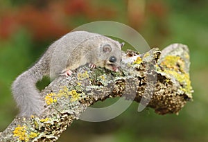 Adorable fat dormouse Glis glis on branch