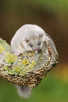 Adorable fat dormouse Glis glis on branch