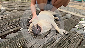 Adorable fat pug-dog enjoying carress as it is laying on back outdoors. Anonymous man stroking and tapping a cute pugdog