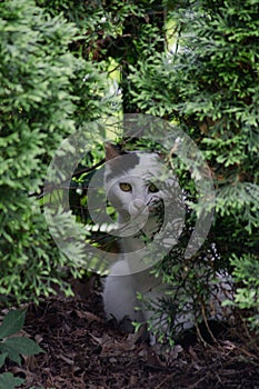 Adorable Felidae cat peeking behind green bush in the park