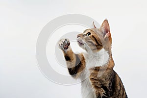 Adorable Feline Gesture on White Background.