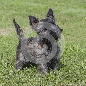 Adorable Female Cairn Terrier Puppy