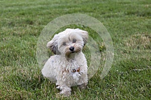 Adorable female cream and brown morkie sitting in lawn with head cocked