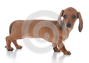 adorable female dachshund puppy