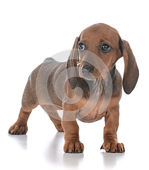 Adorable female dachshund puppy