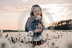 Adorable female kid in denim jacket standing in meadow of white dandelions and holding flower close to face at sunset.
