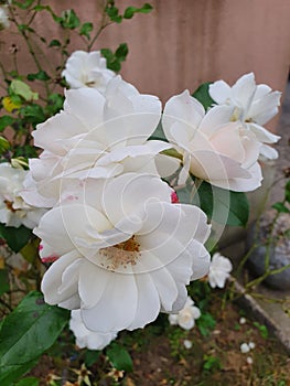 Adorable fleurs blanche