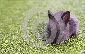 Adorable fluffy baby black bunny rabbit lying down alone on green grass over natural background. Furry cute wild-animal single at