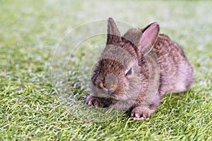 Adorable fluffy baby brown bunny rabbit lying down alone on green grass over natural background. Furry cute wild-animal single at