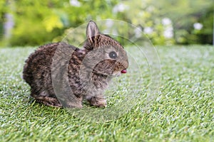 Adorable fluffy baby brown bunny rabbit sitting alone on green grass over natural background. Furry cute wild-animal single at
