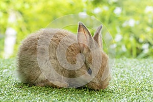 Adorable fluffy baby brown bunny rabbit sitting on green grass over natural background. Furry cute wild-animal single at outdoor.